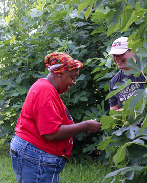 Two people standing among dense green plants, smiling and interacting; one wears a colorful headscarf and red shirt, the other a cap and dark shirt. They appear to be picking leaves, reflecting the current theme of connecting with nature.