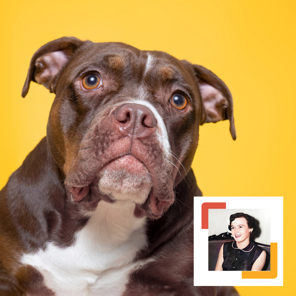 A brown and white dog looks up with a curious expression against a bright yellow background, embodying responsible pet ownership. In the corner, there's a small inset photo of a smiling woman from an earlier era, wearing a black top and pearl necklace.