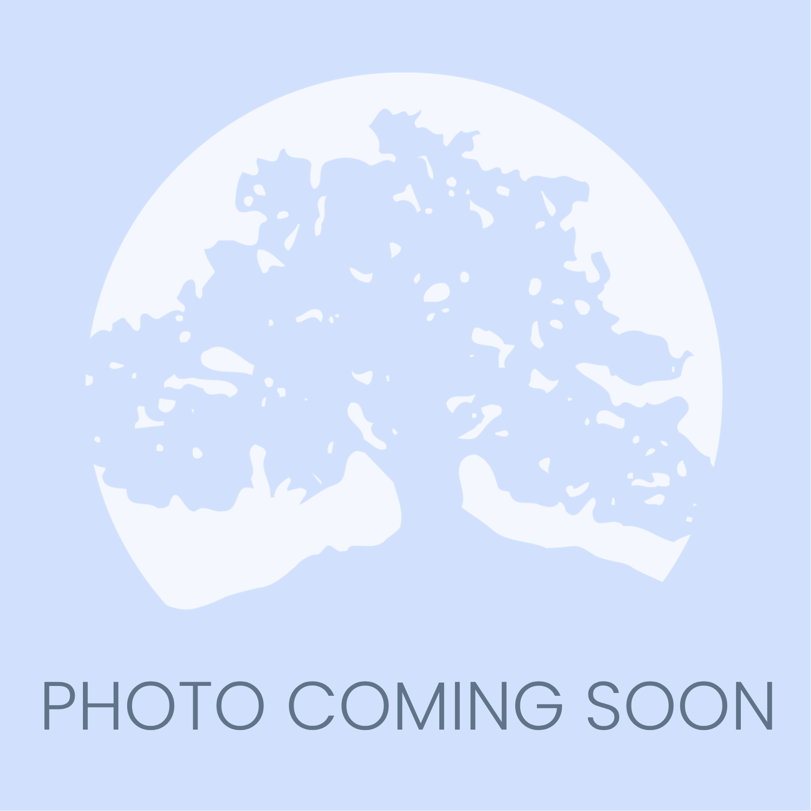 A light blue placeholder image with a silhouette of a large tree in front of a circle. The text PHOTO COMING SOON is written at the bottom in gray capital letters.